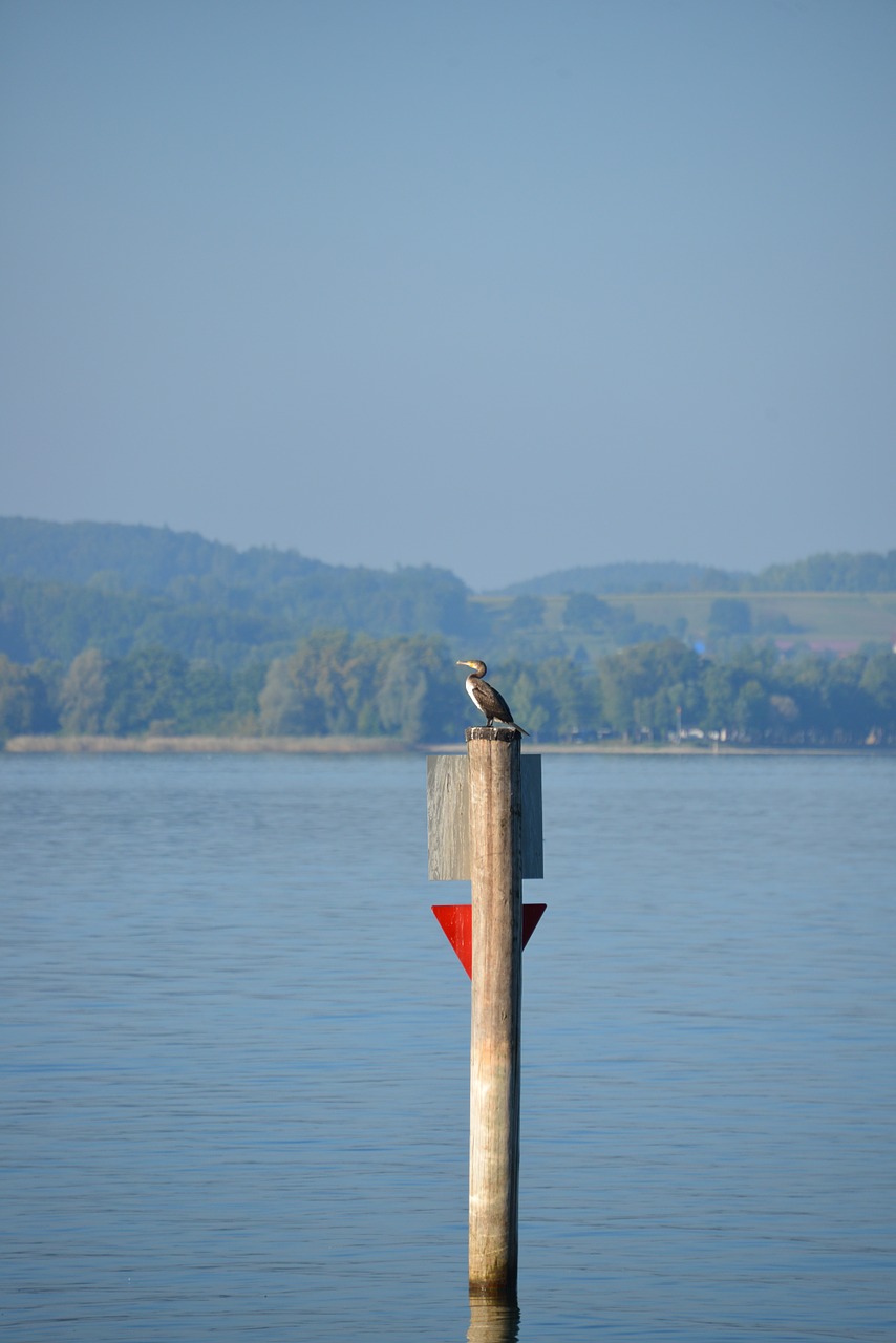 heron bird lake constance free photo