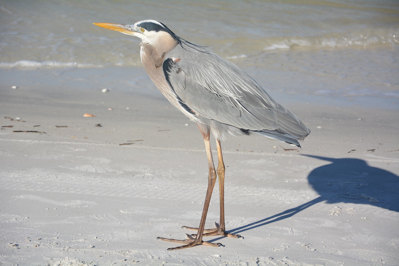 heron bird beach free photo