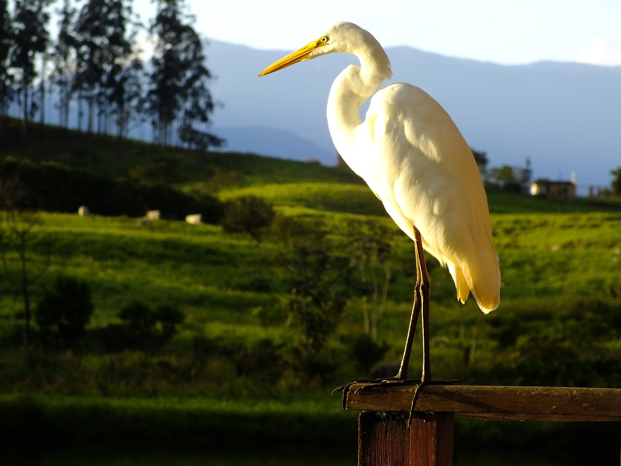 heron bird field free photo