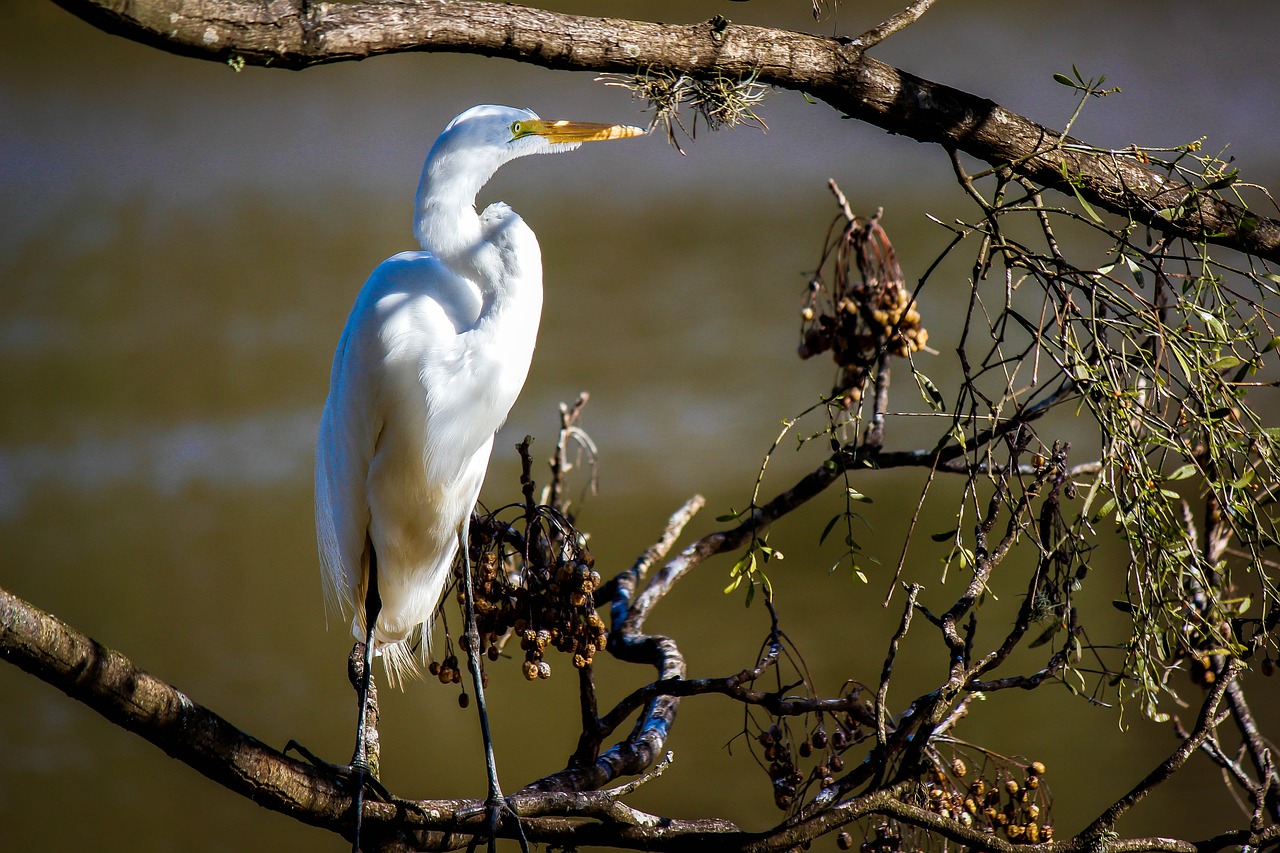 heron bird birdie free photo