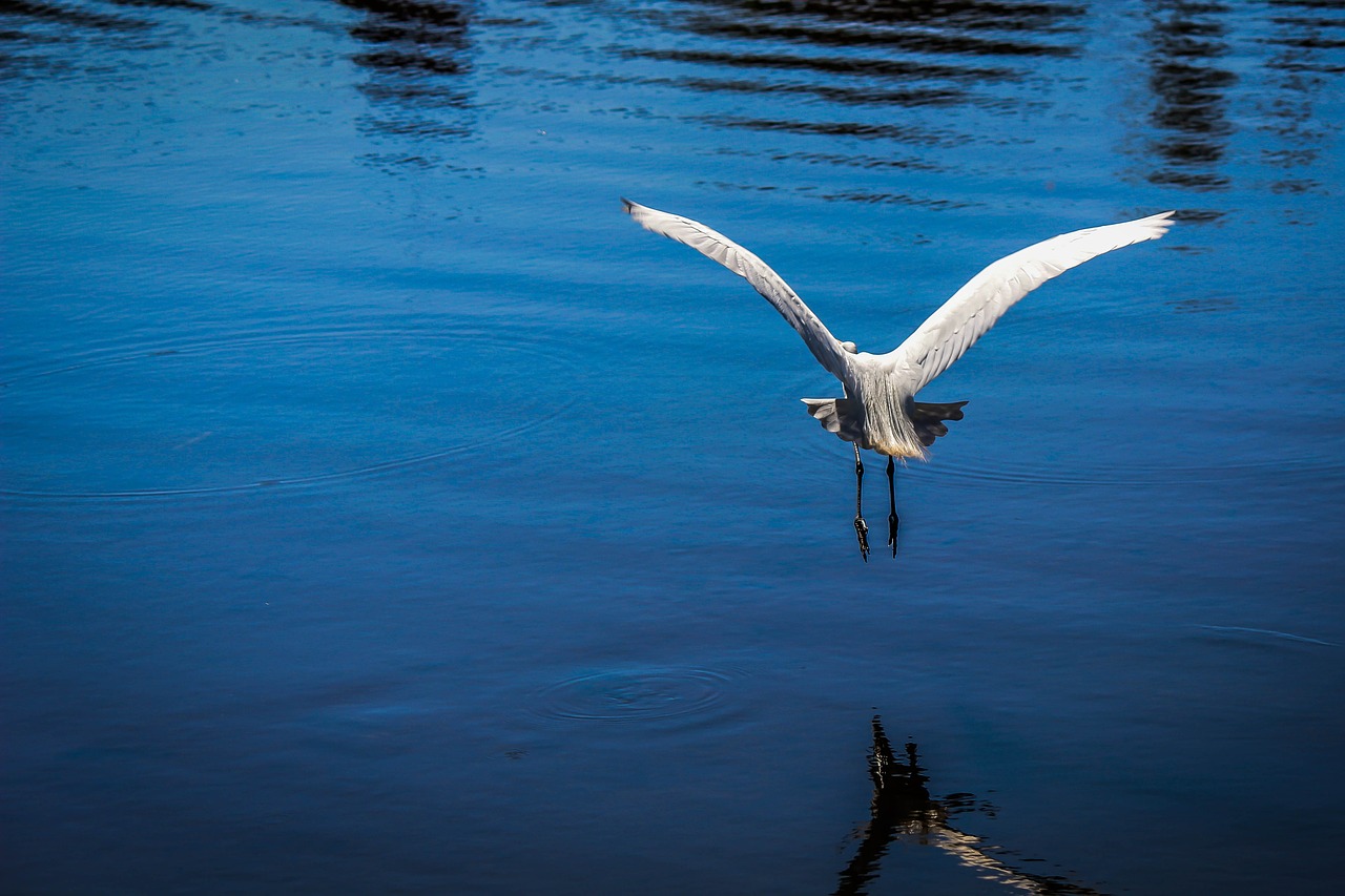 heron bird birdie free photo