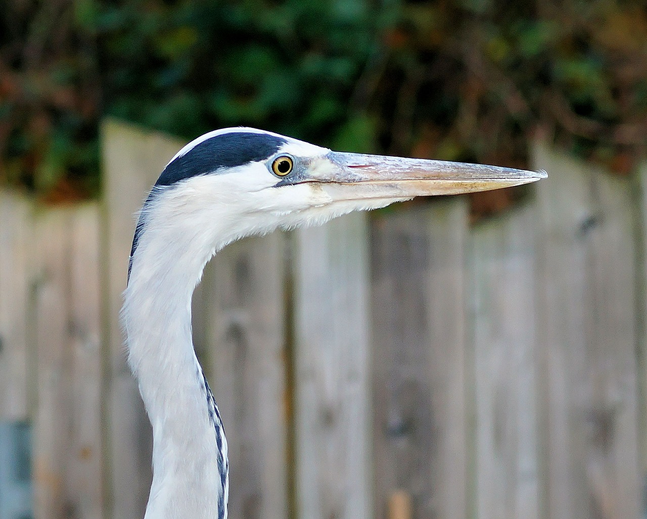 heron grey heron portrait free photo