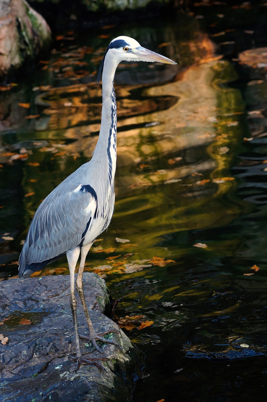 heron grey heron full body shot free photo