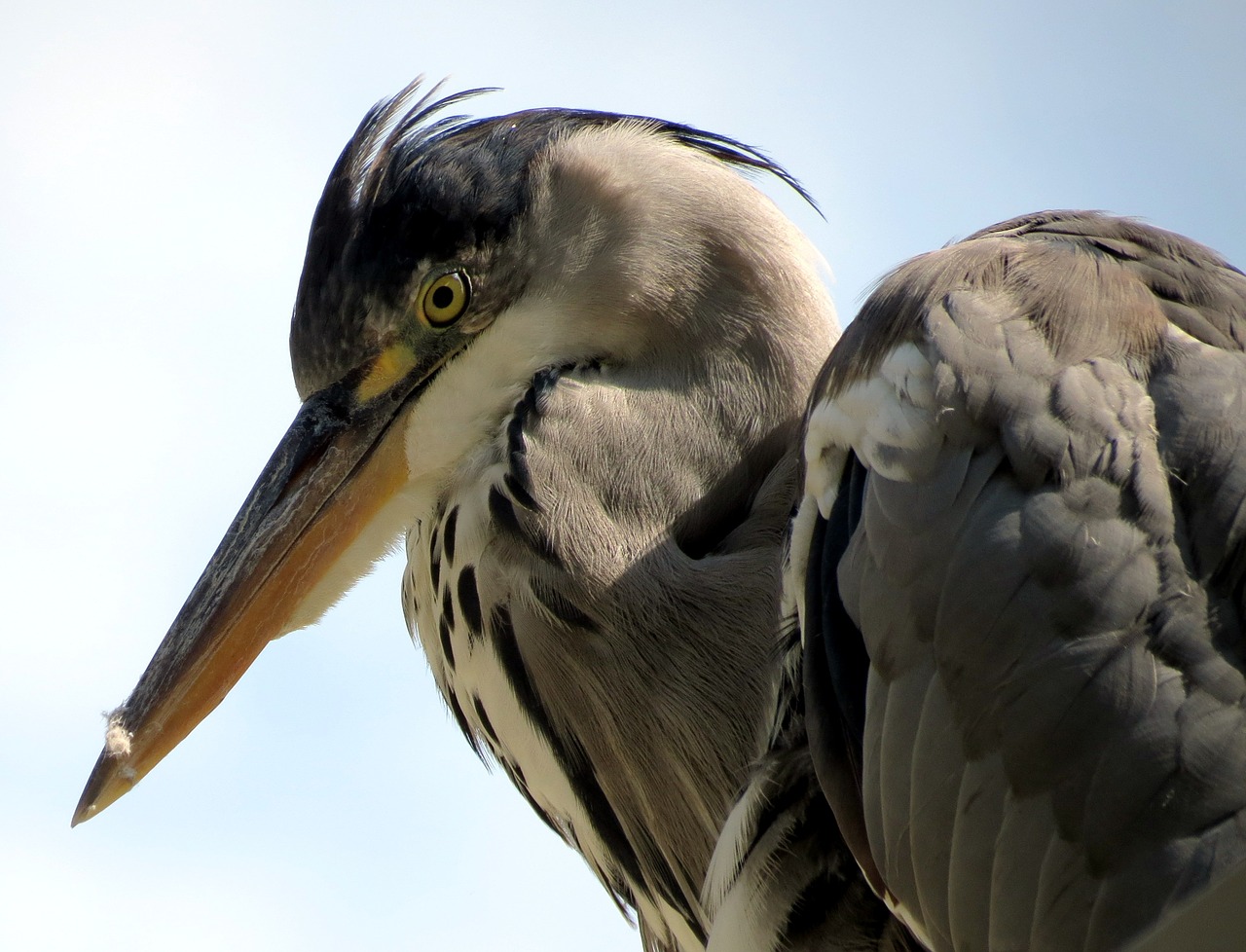 heron bird animal free photo