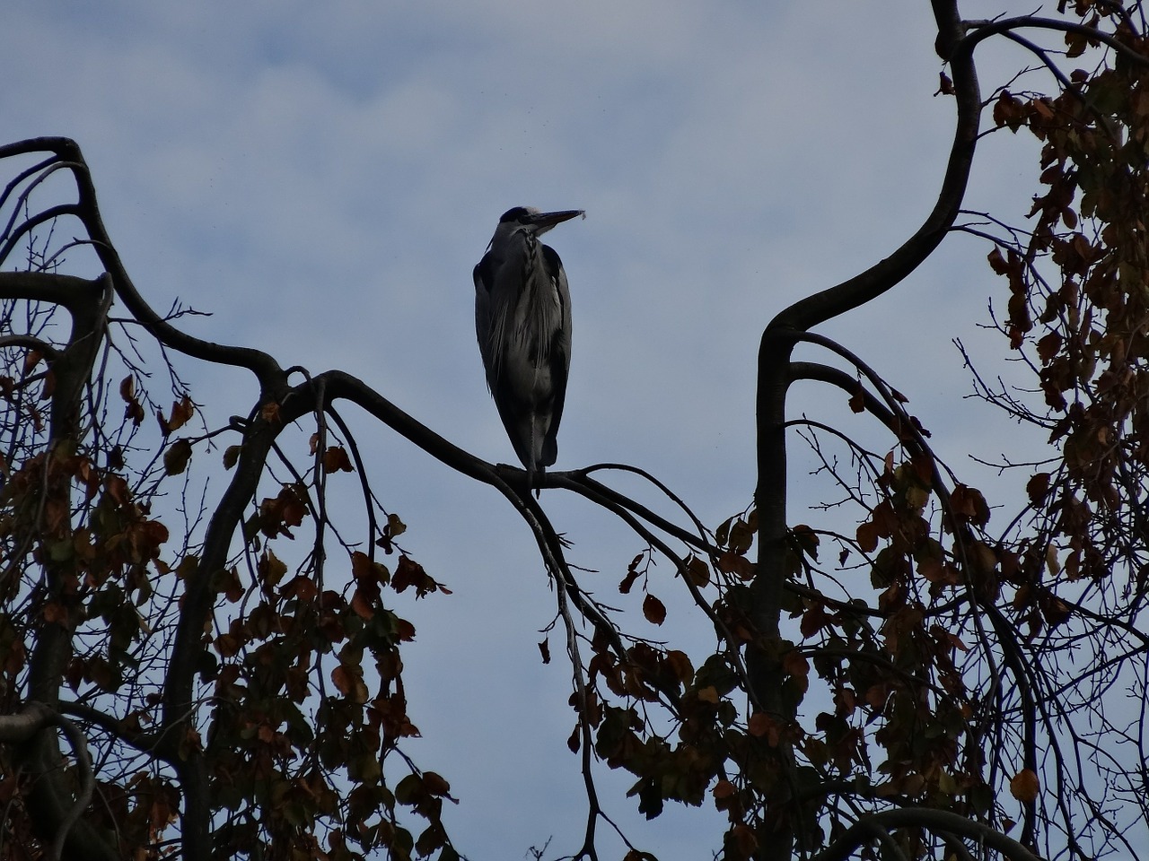 heron bird nature free photo