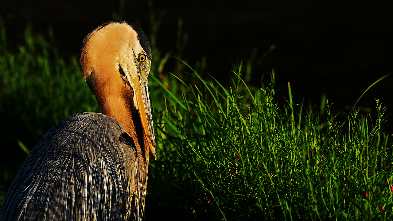 heron blue heron bird free photo