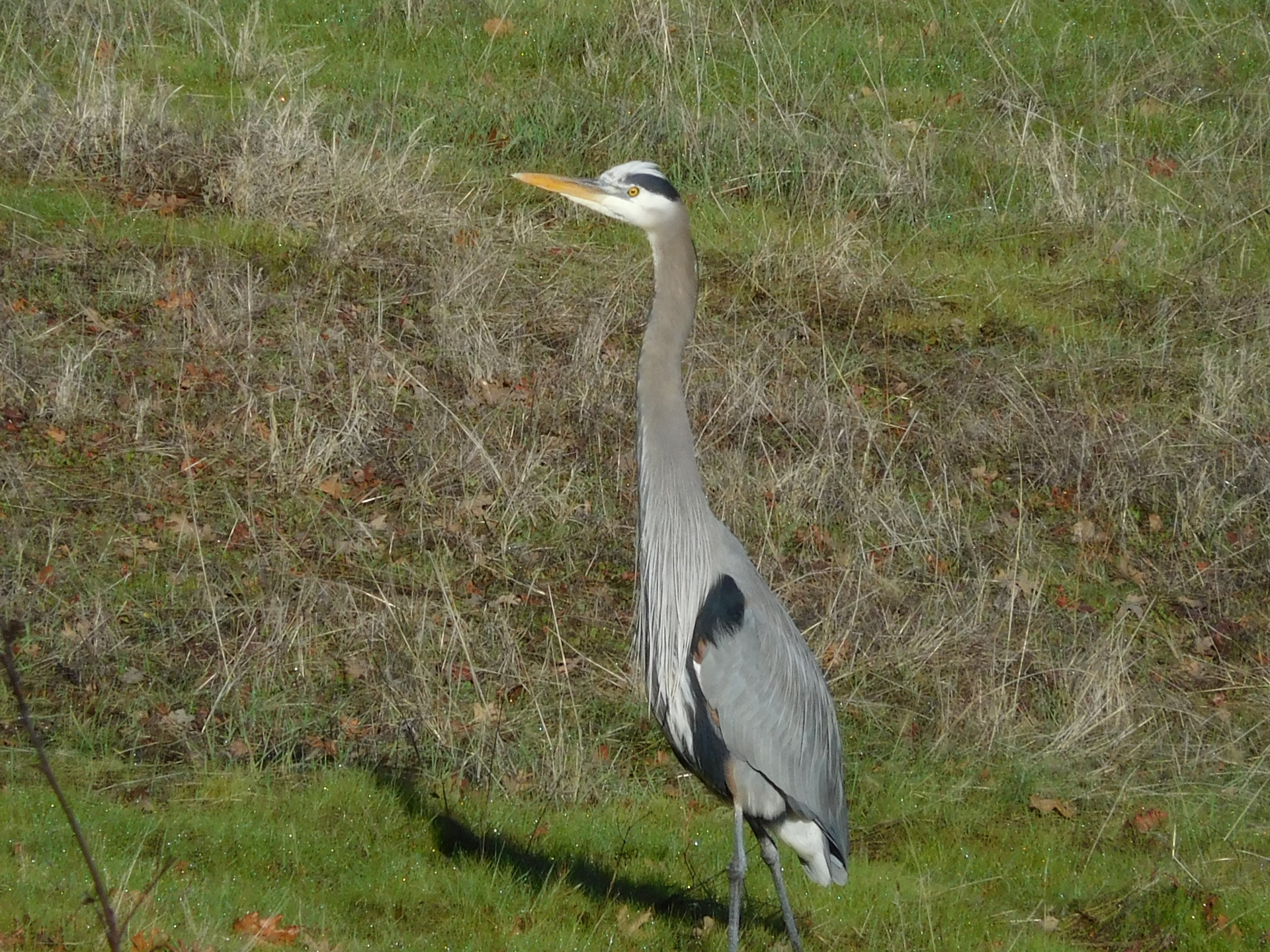 heron bird nature free photo