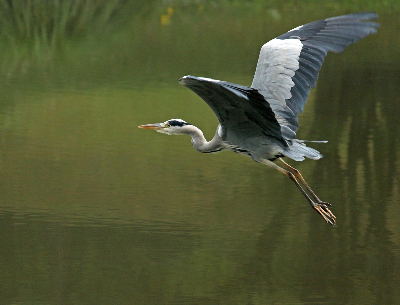 heron flight eastern free photo