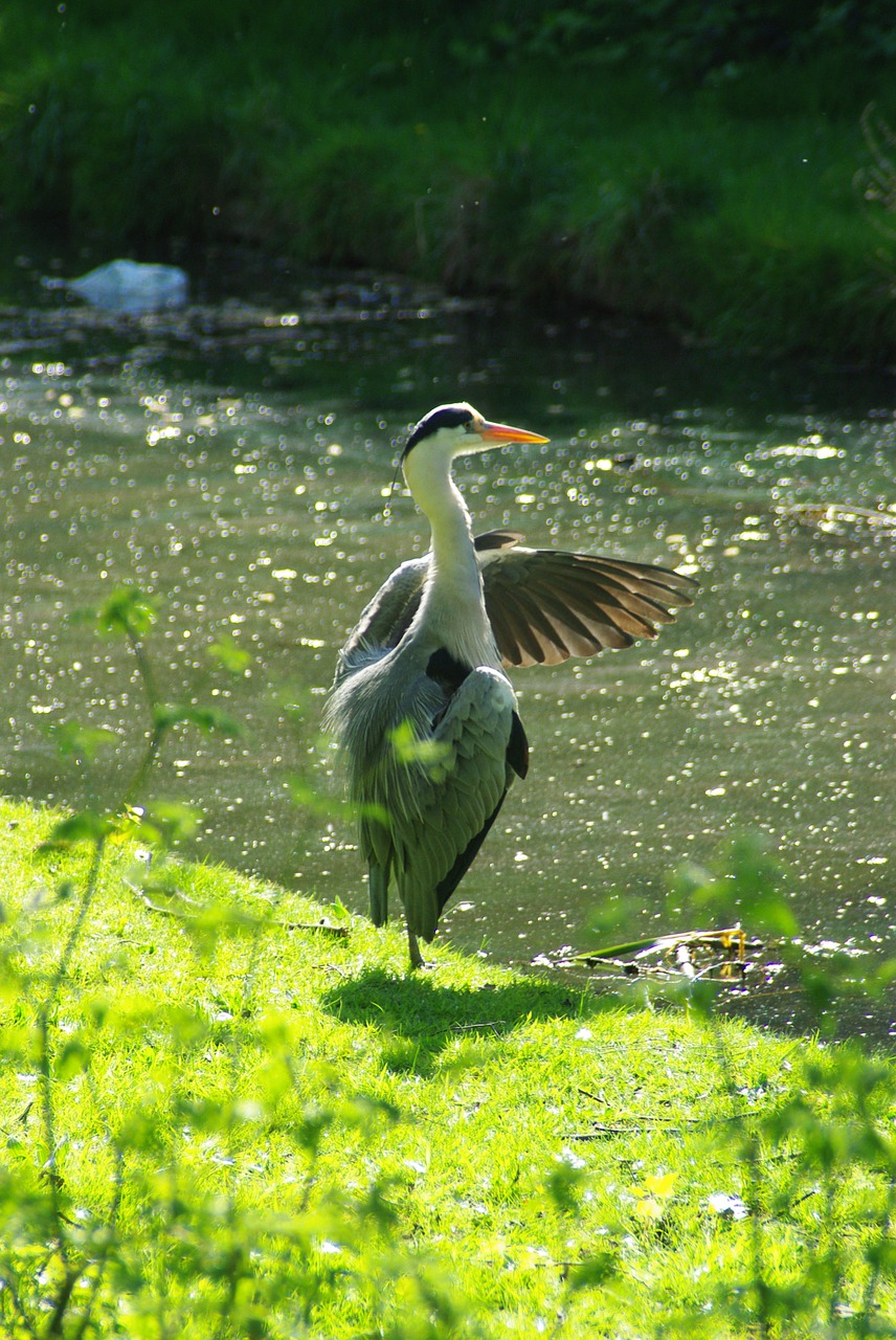 heron preening thamesmead free photo