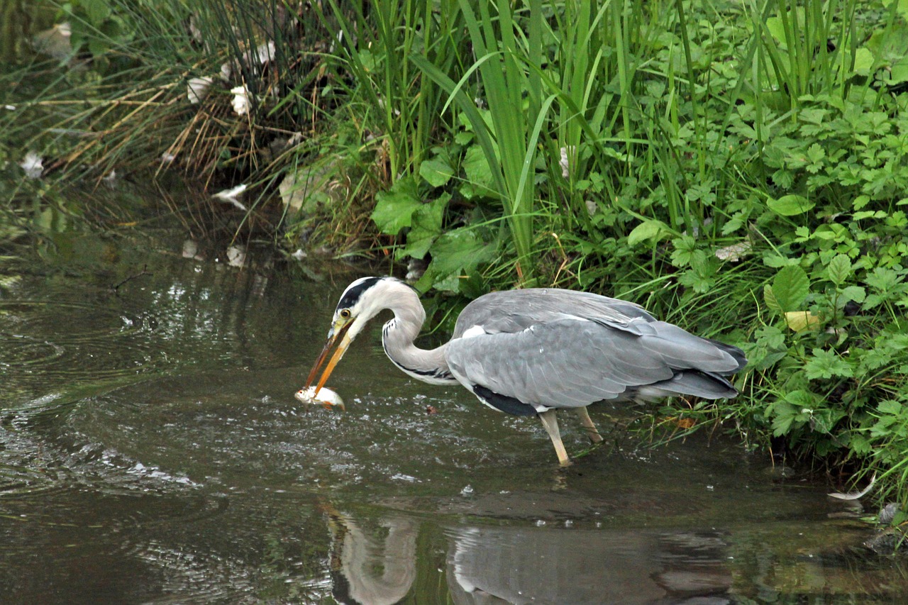 heron grey heron hunting free photo