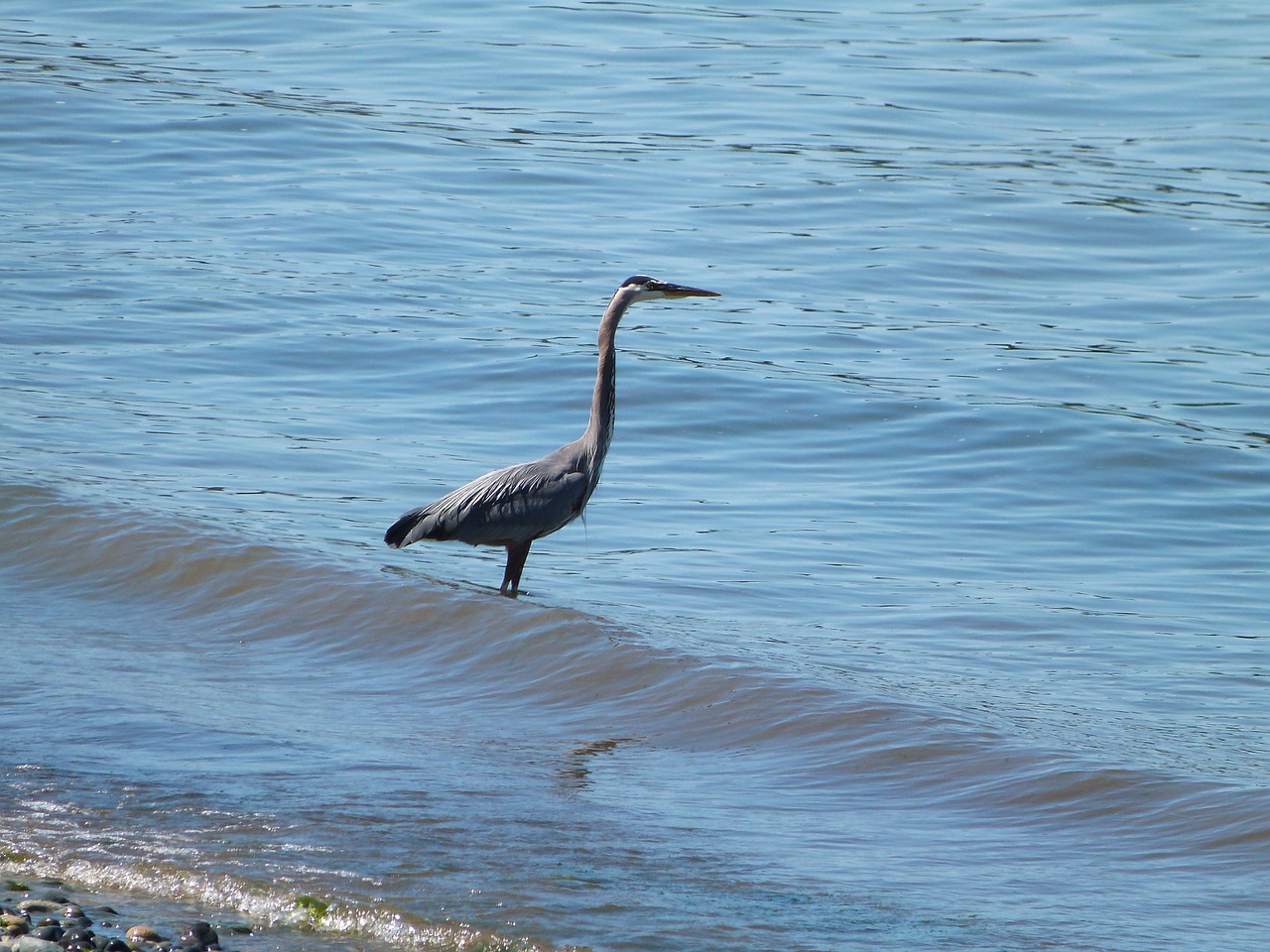 Heron,bluestone,ash,ardea herodias,ave - free image from needpix.com