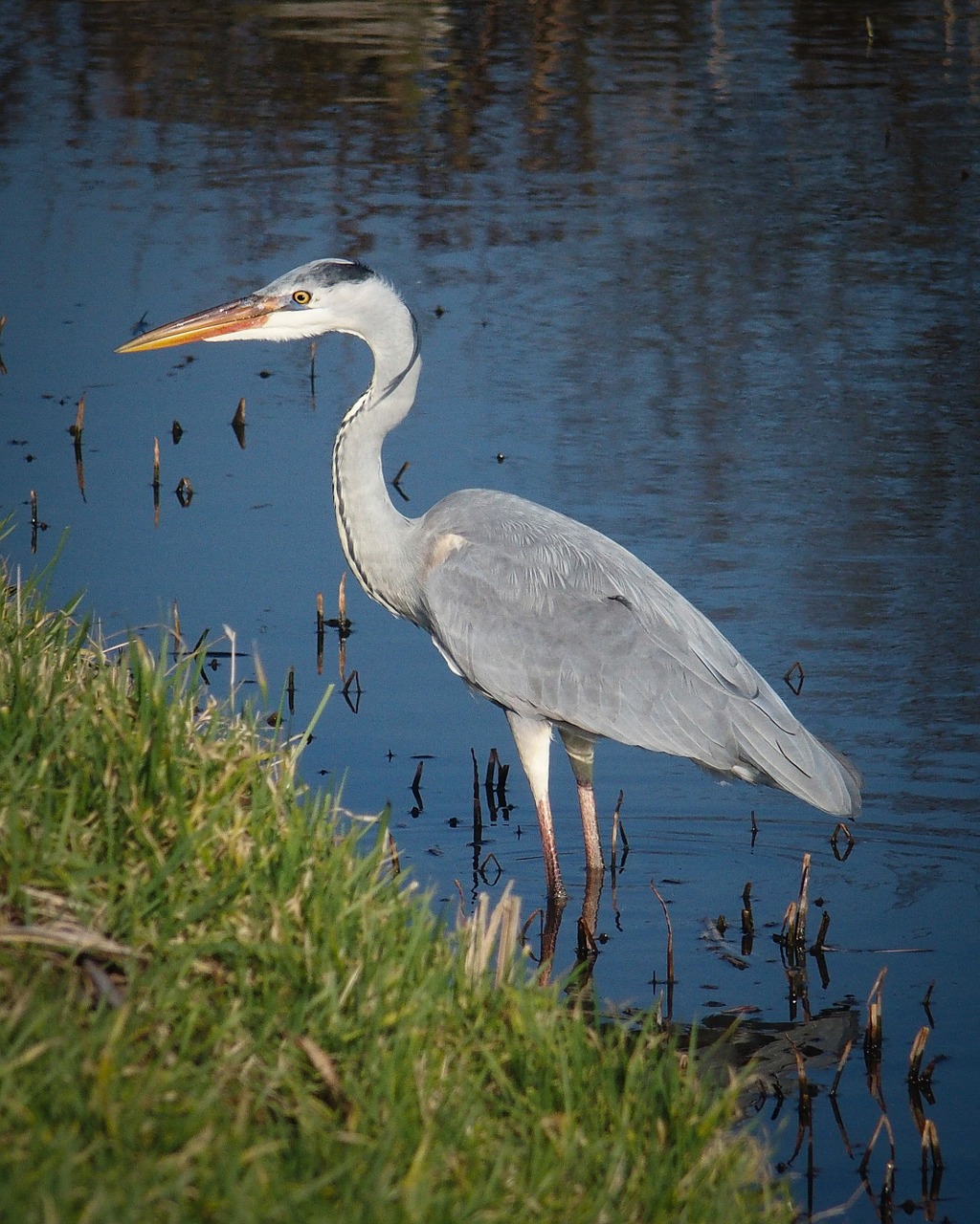 heron bird nature free photo