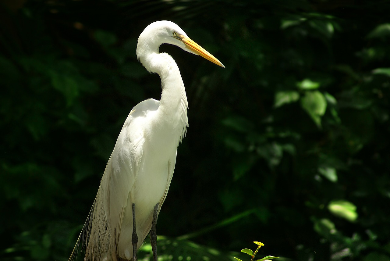 heron bird environment free photo