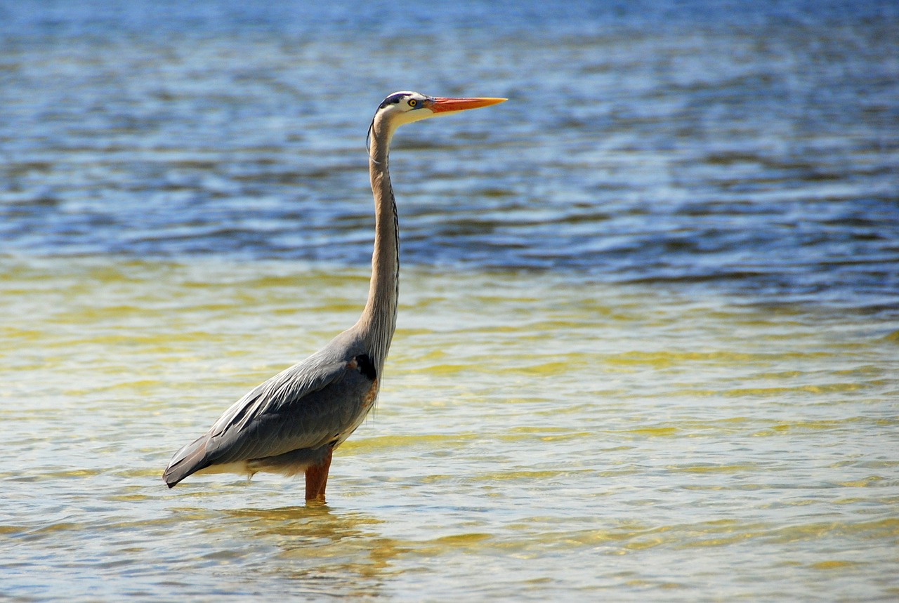 heron bird ocean free photo