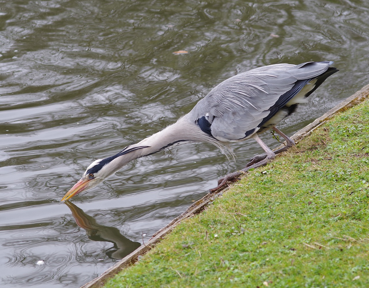 heron fishing bird free photo