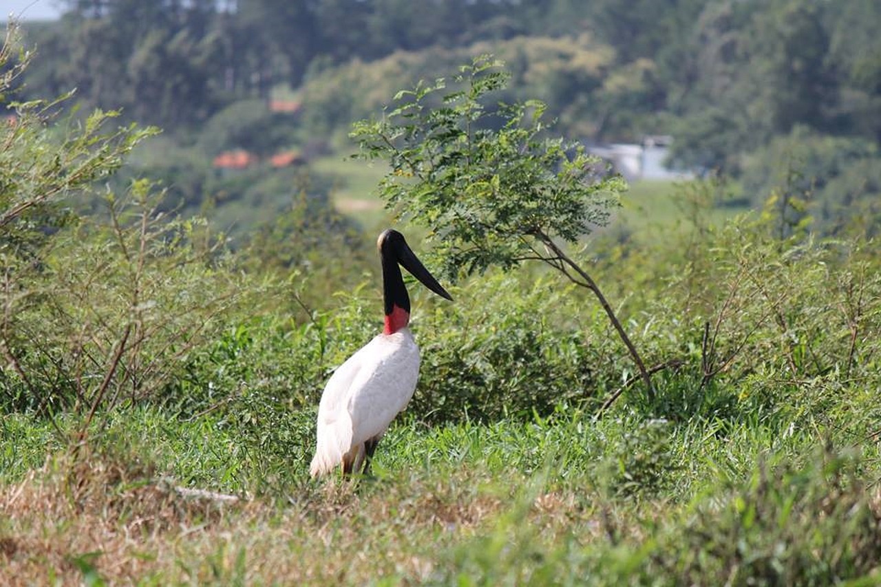 heron bird tropical birds free photo