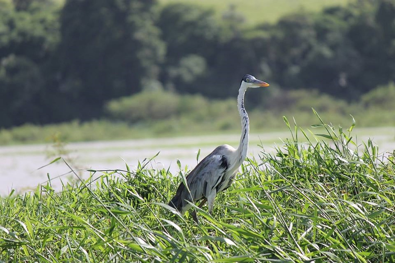 heron nature tropical birds free photo