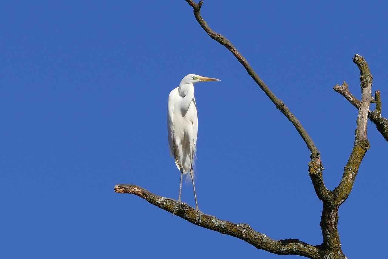 heron bird birds free photo