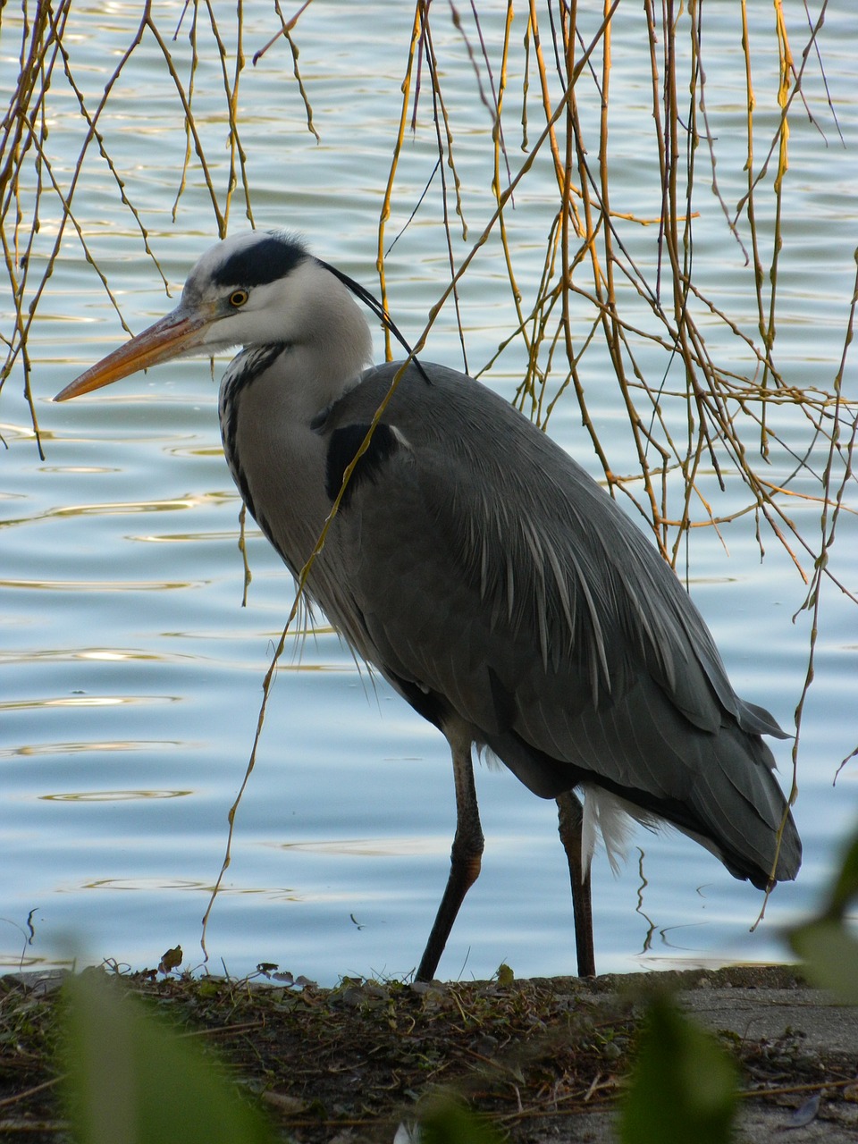 heron bird pond free photo