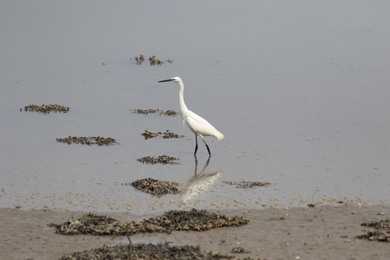 heron bird pond free photo