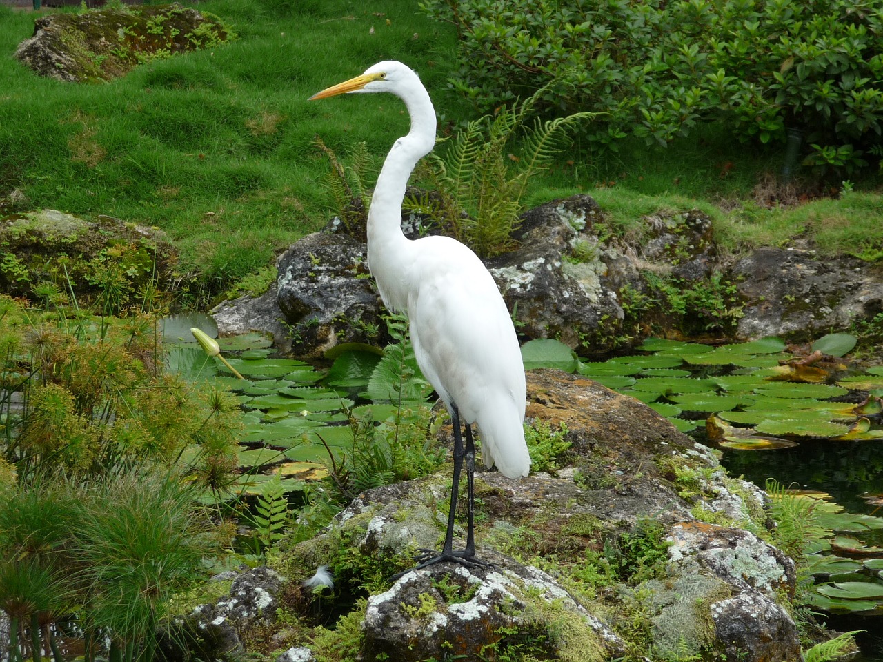 heron white bird free photo