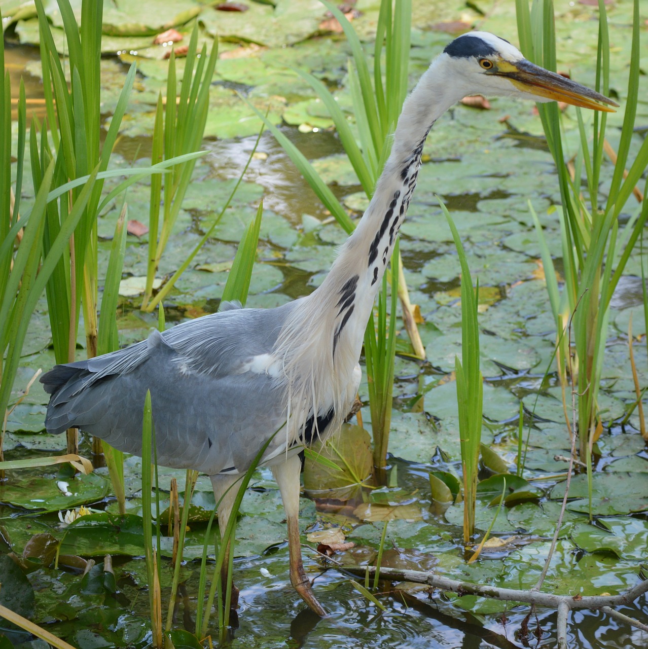 heron bird babu free photo