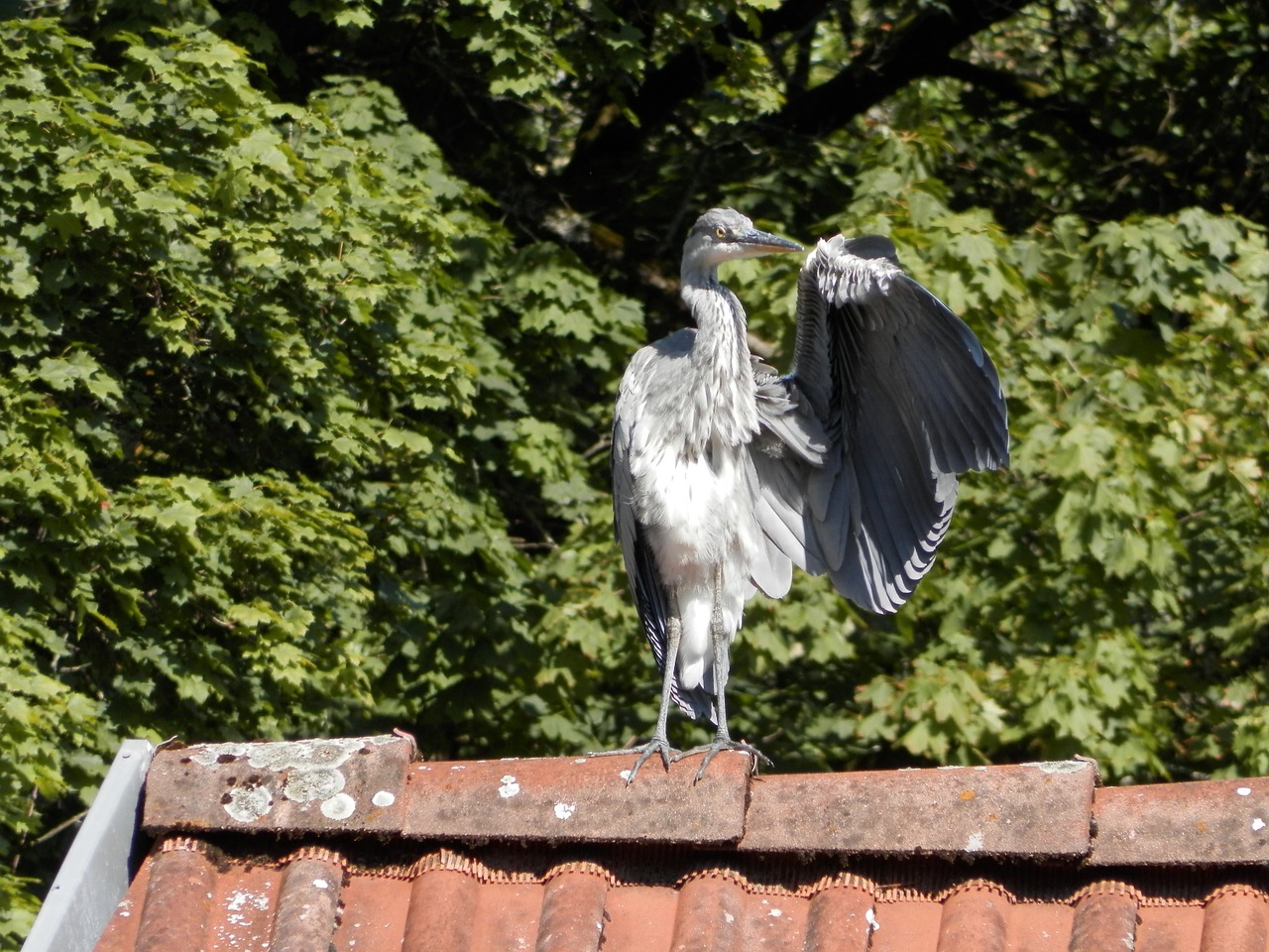 heron bird roof free photo