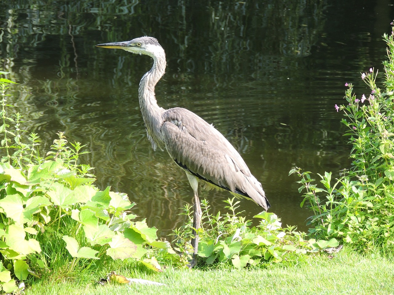 heron animal river free photo