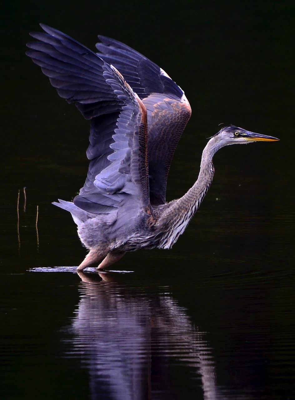 heron wings reflections free photo