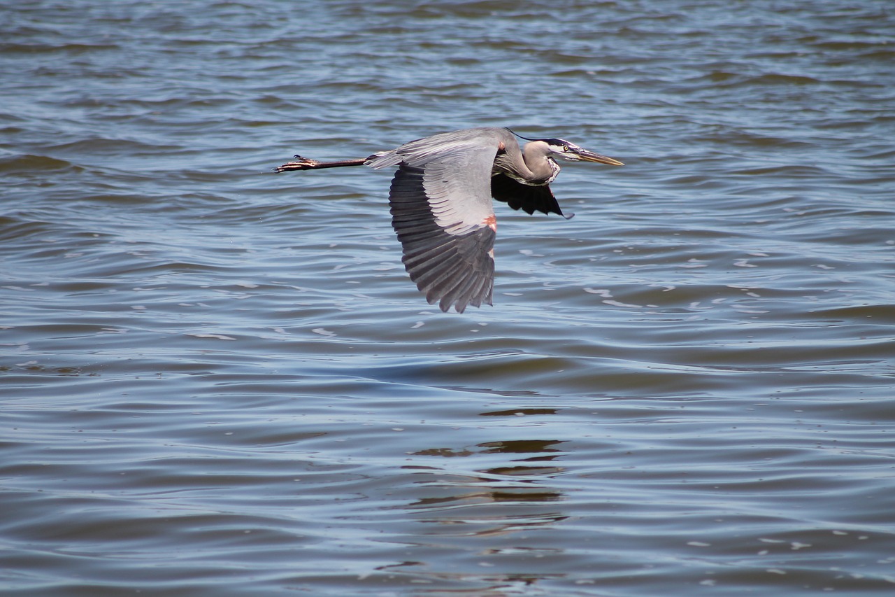 heron bird flight free photo