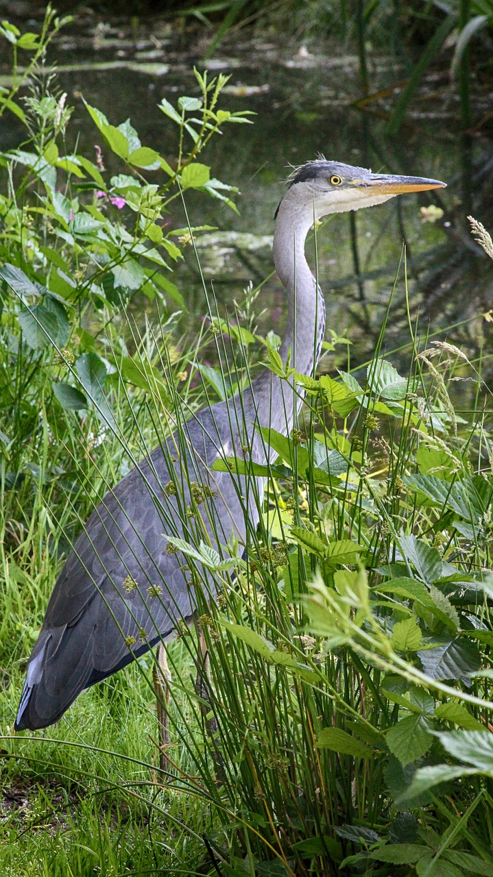 heron nature summer free photo