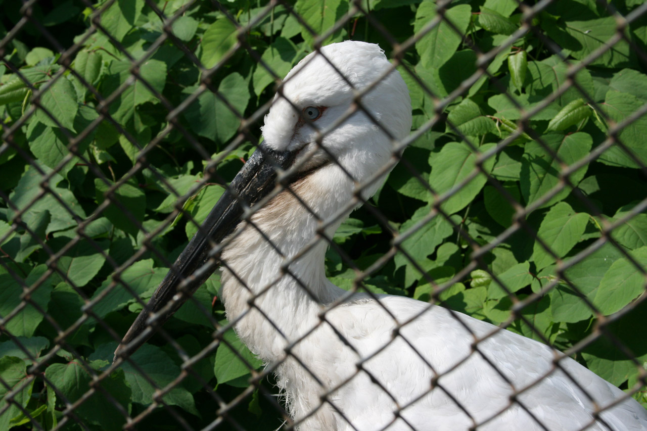 heron cage bars free photo