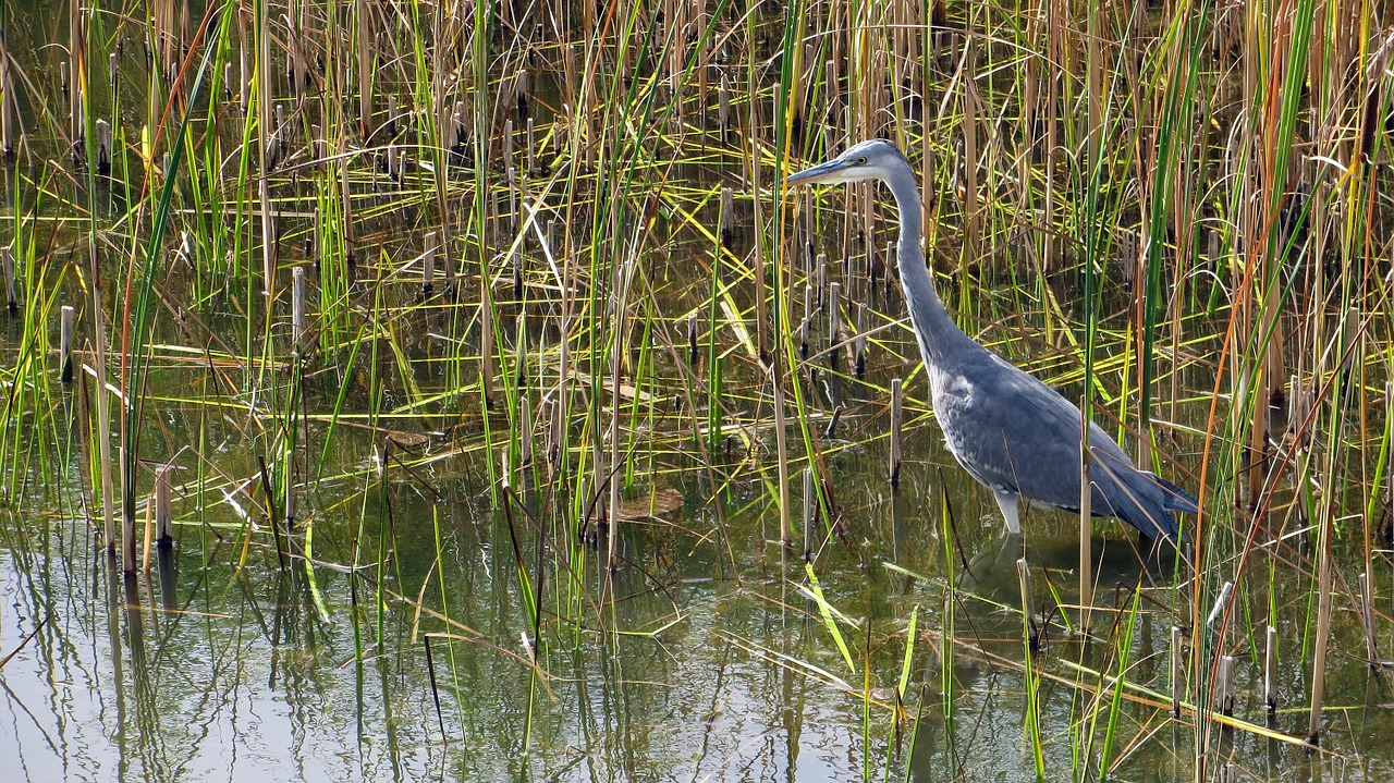 heron grey heron bird free photo