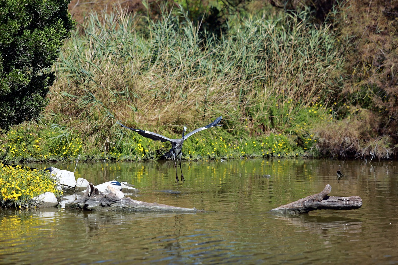 heron grey heron wildlife free photo