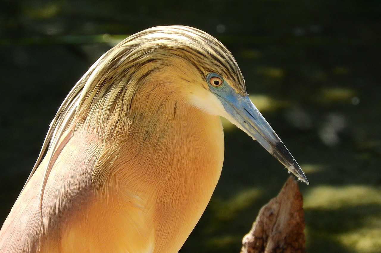 heron hairy ardeola ralloides ciconiiformes free photo