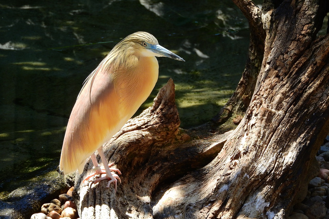 heron hairy ardeola ralloides ciconiiformes free photo