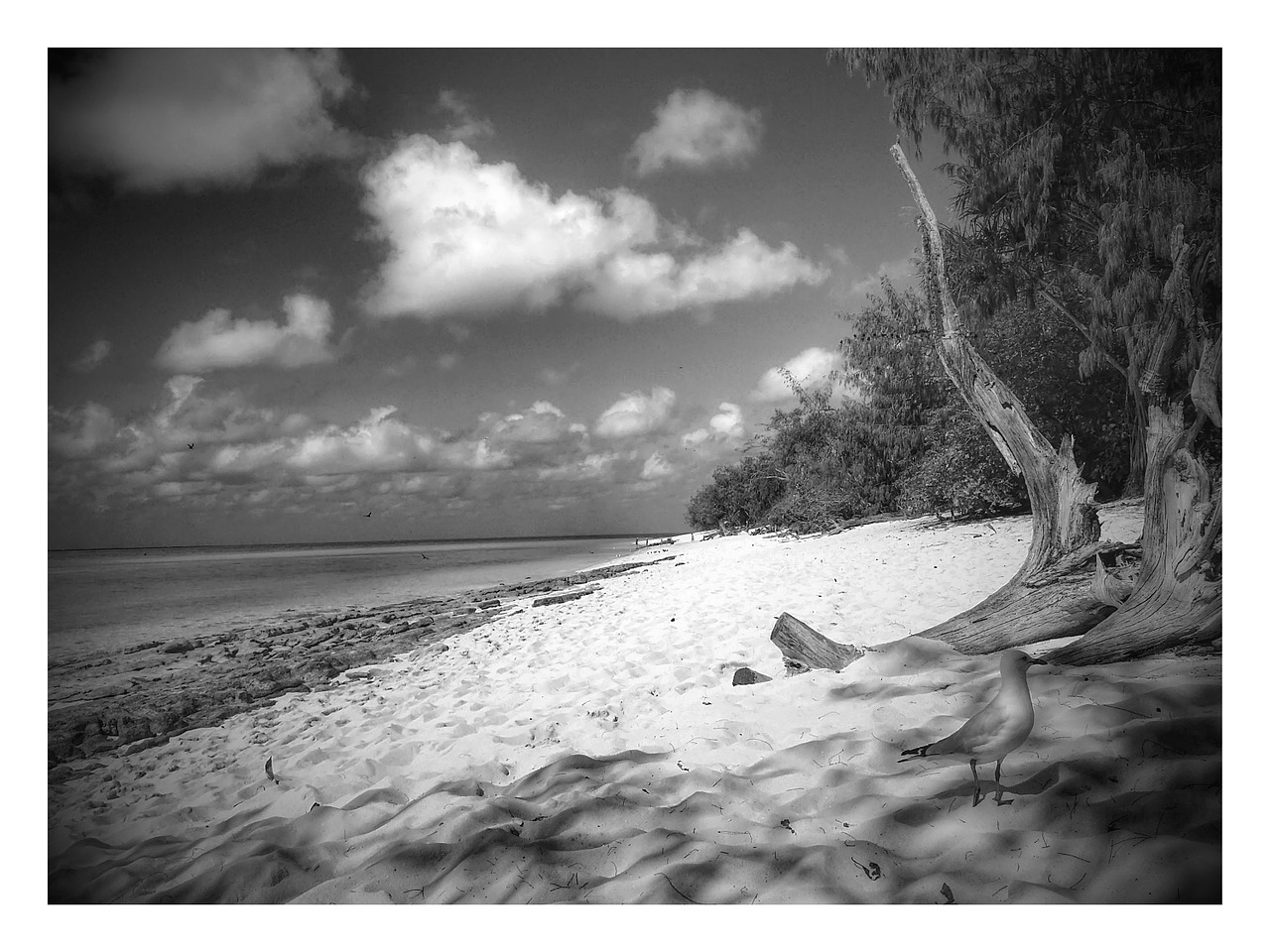 heron island australia black and white free photo