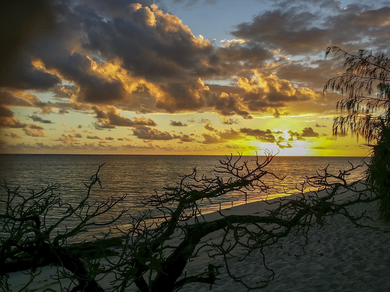 heron island australia tropical free photo