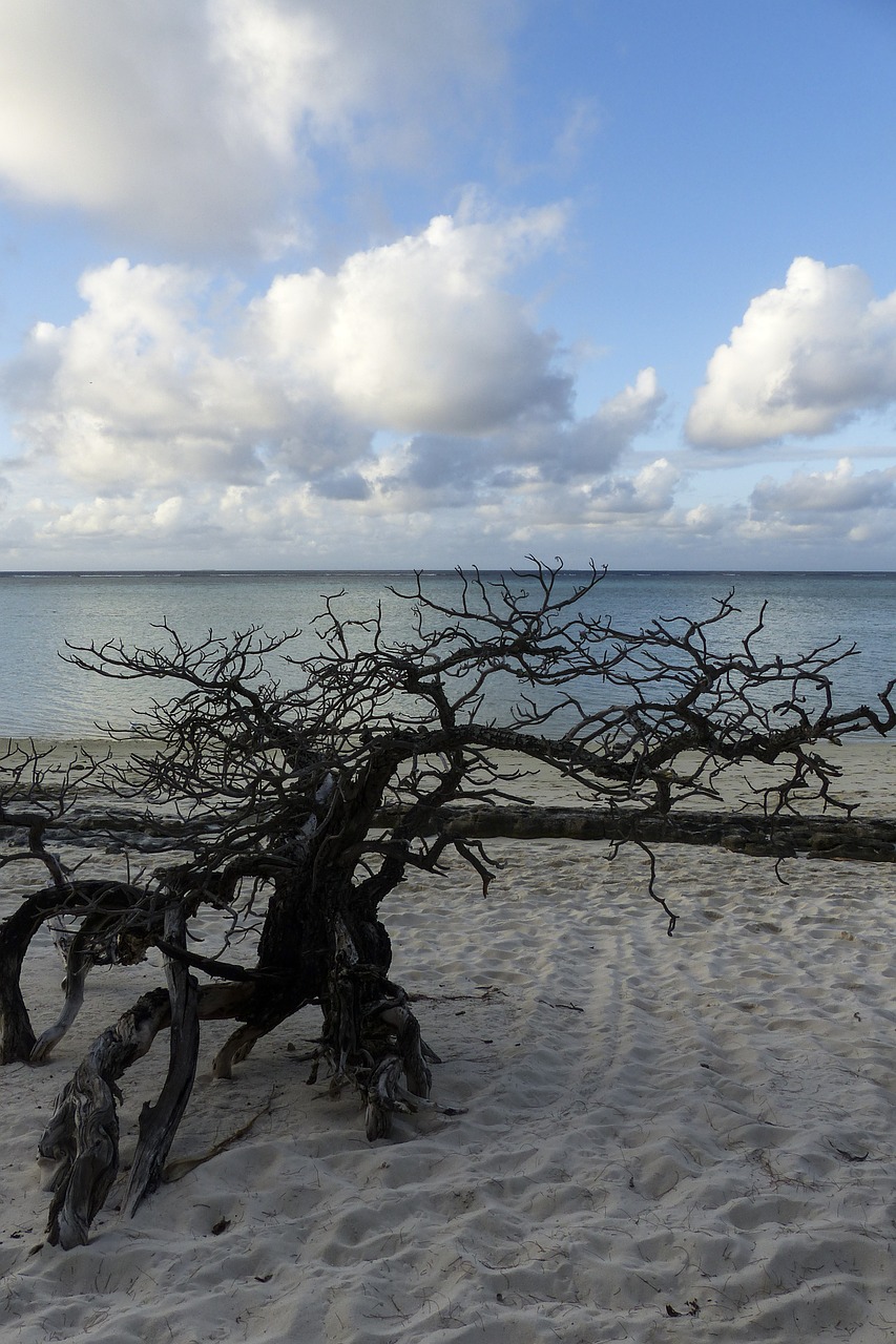 heron island australia horizon free photo