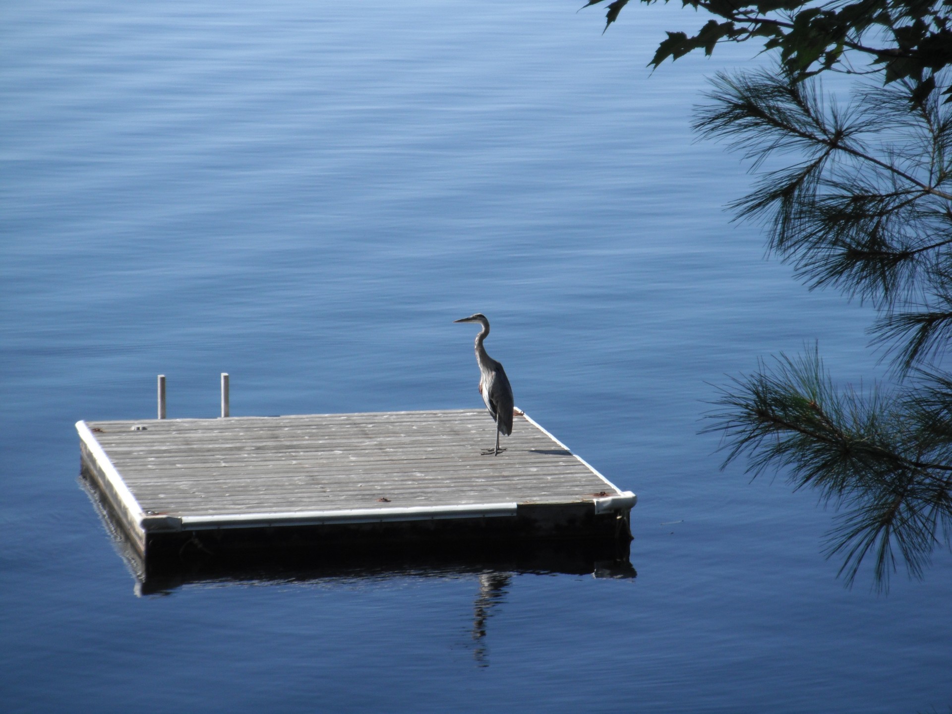 heron stork summer free photo