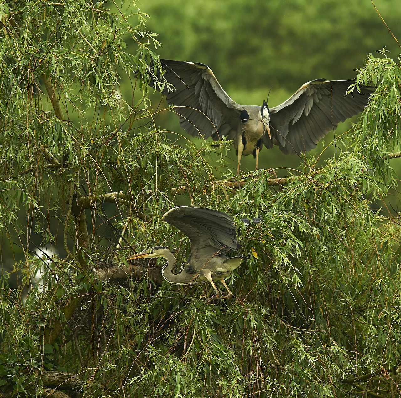 heron tree plumage leaves free photo