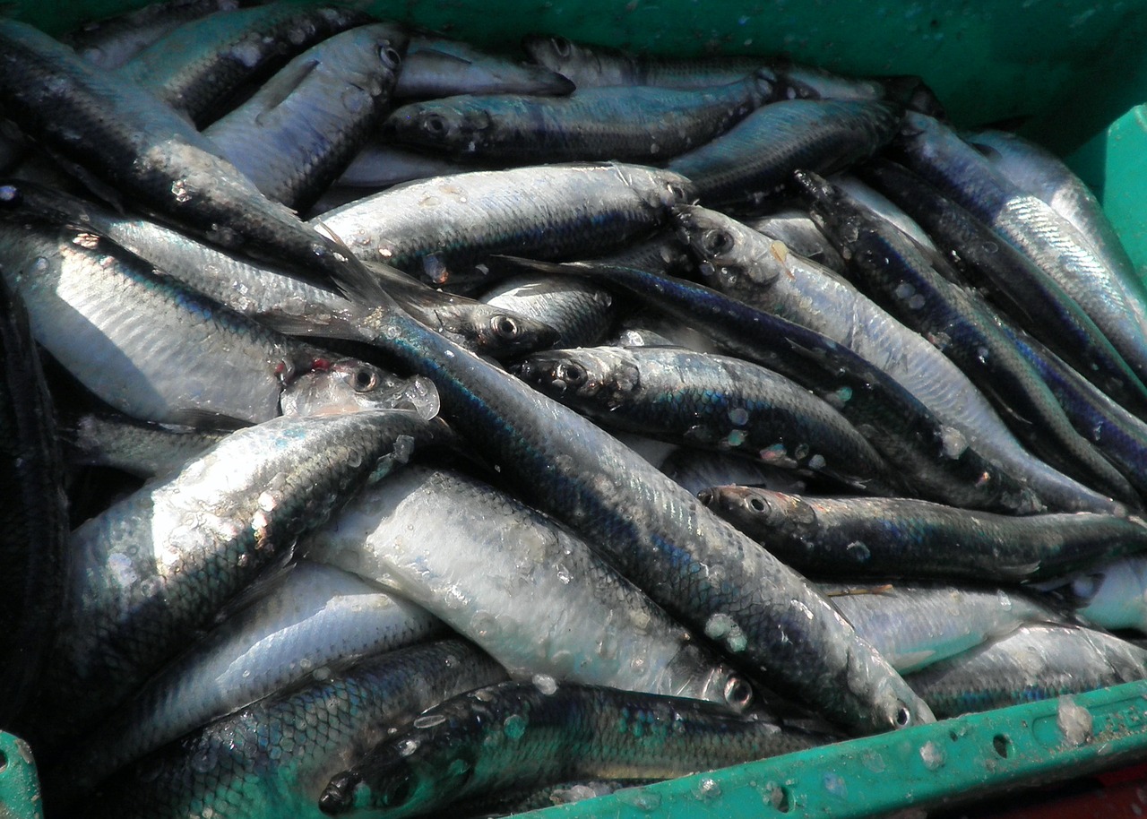 herring fish food free photo