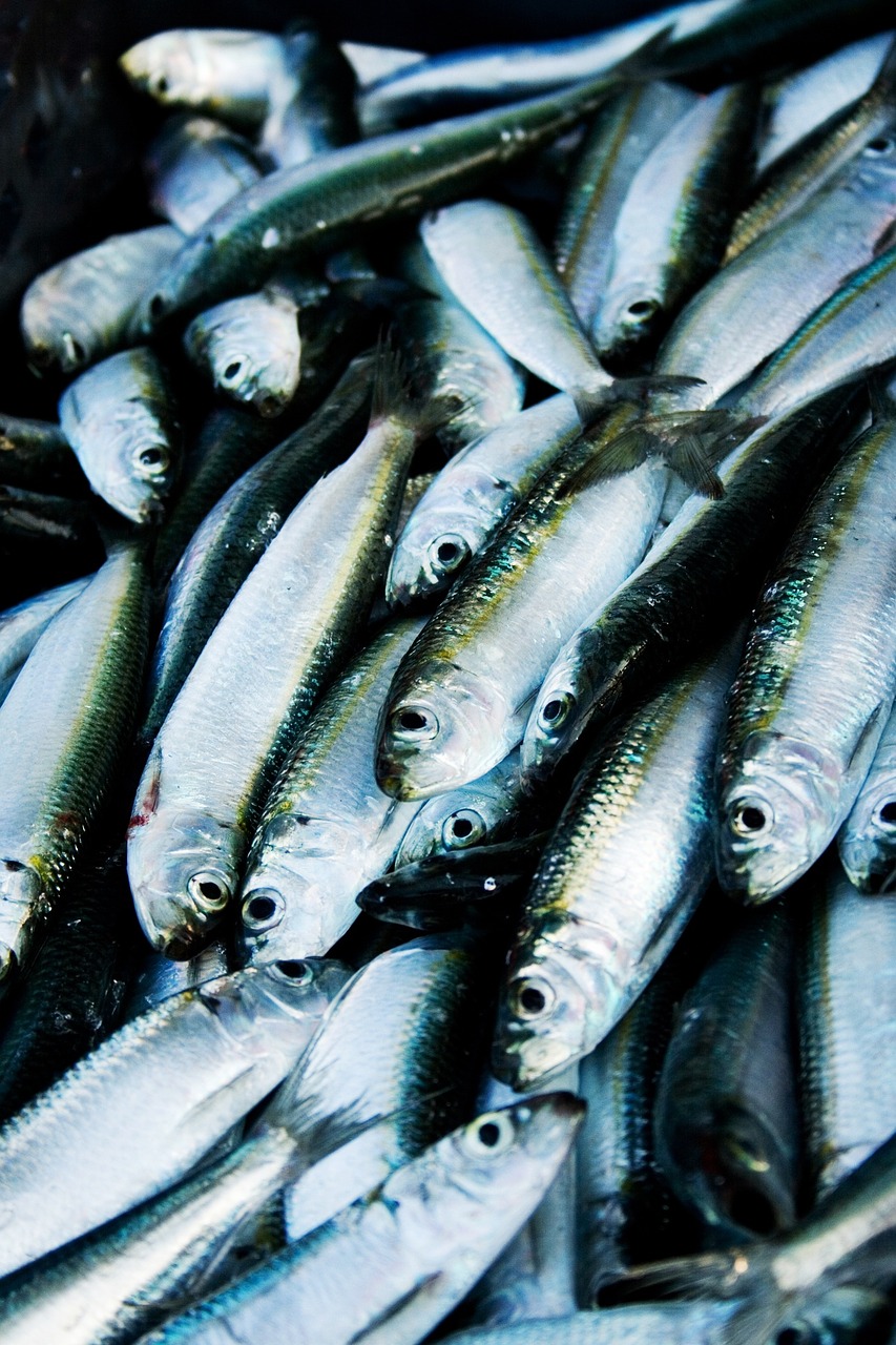 herring fish port free photo