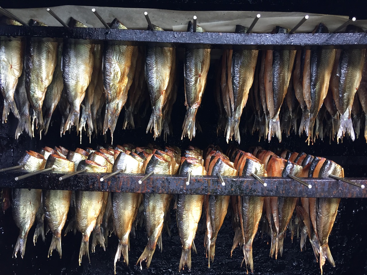 herring smoking fish free photo