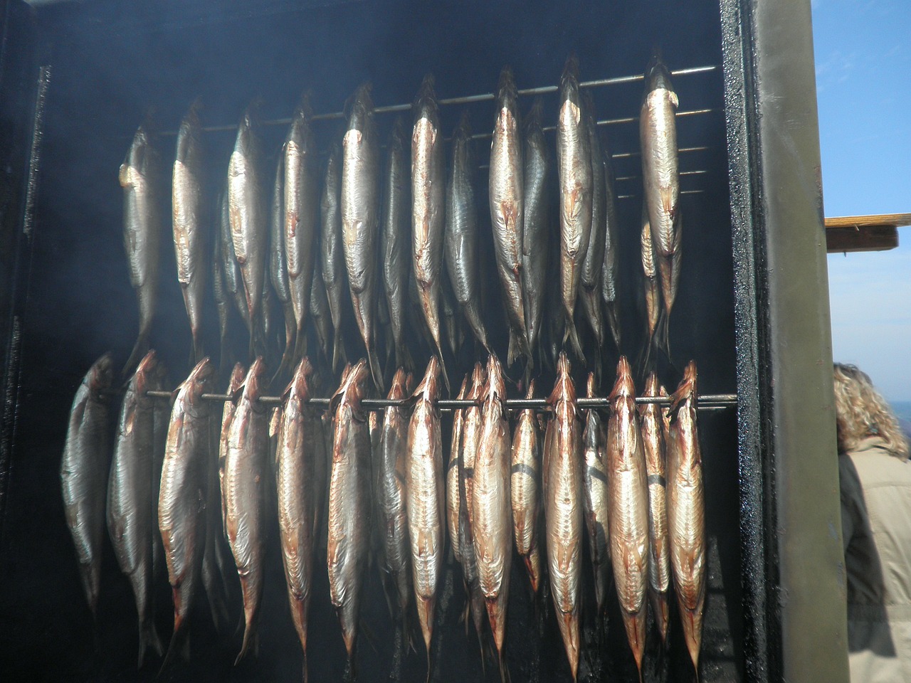 herring fischraeucherei fish free photo