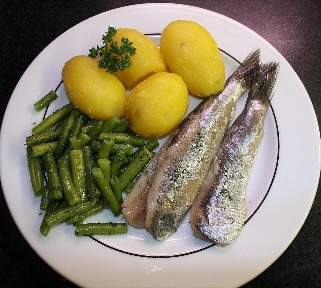 herring maties fish free photo