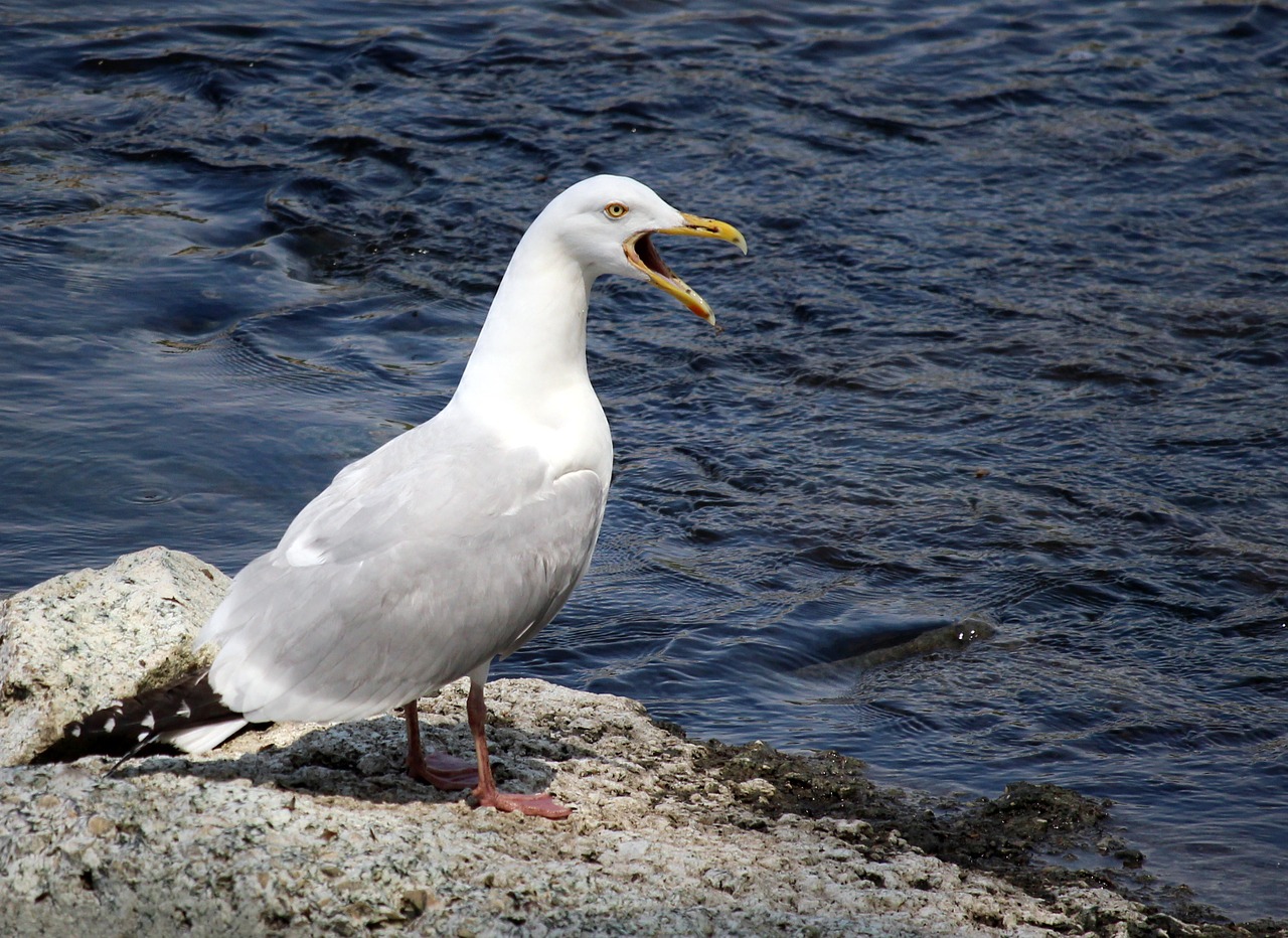 herring gull wildlife free photo