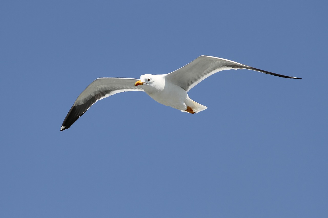 herring gull larus argentatus seevogel free photo