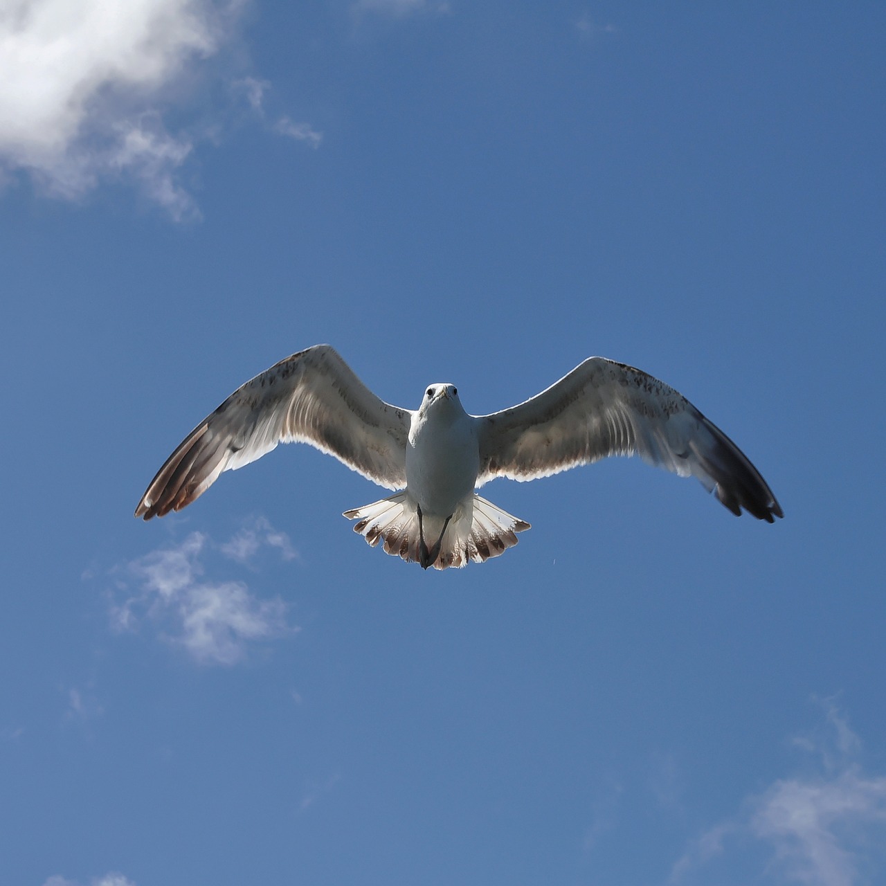 herring gull bird sea ​​birds free photo