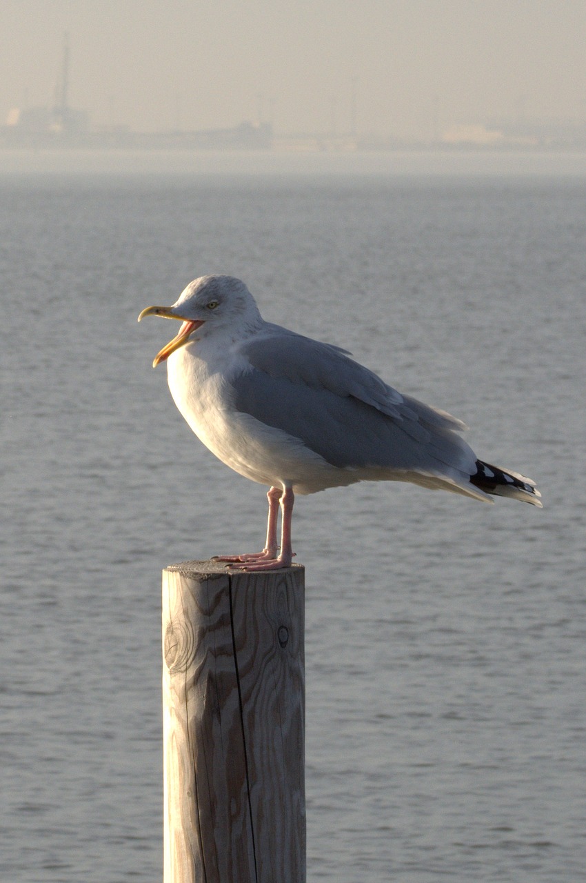 herring gull seagull larus free photo